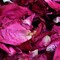150 Grams/ 5.3 OZ Natural Real Red Rose Flower Petals Dried Rose Petal for Wedding Decoration Bath Foot Bath Wedding Confetti Crafts